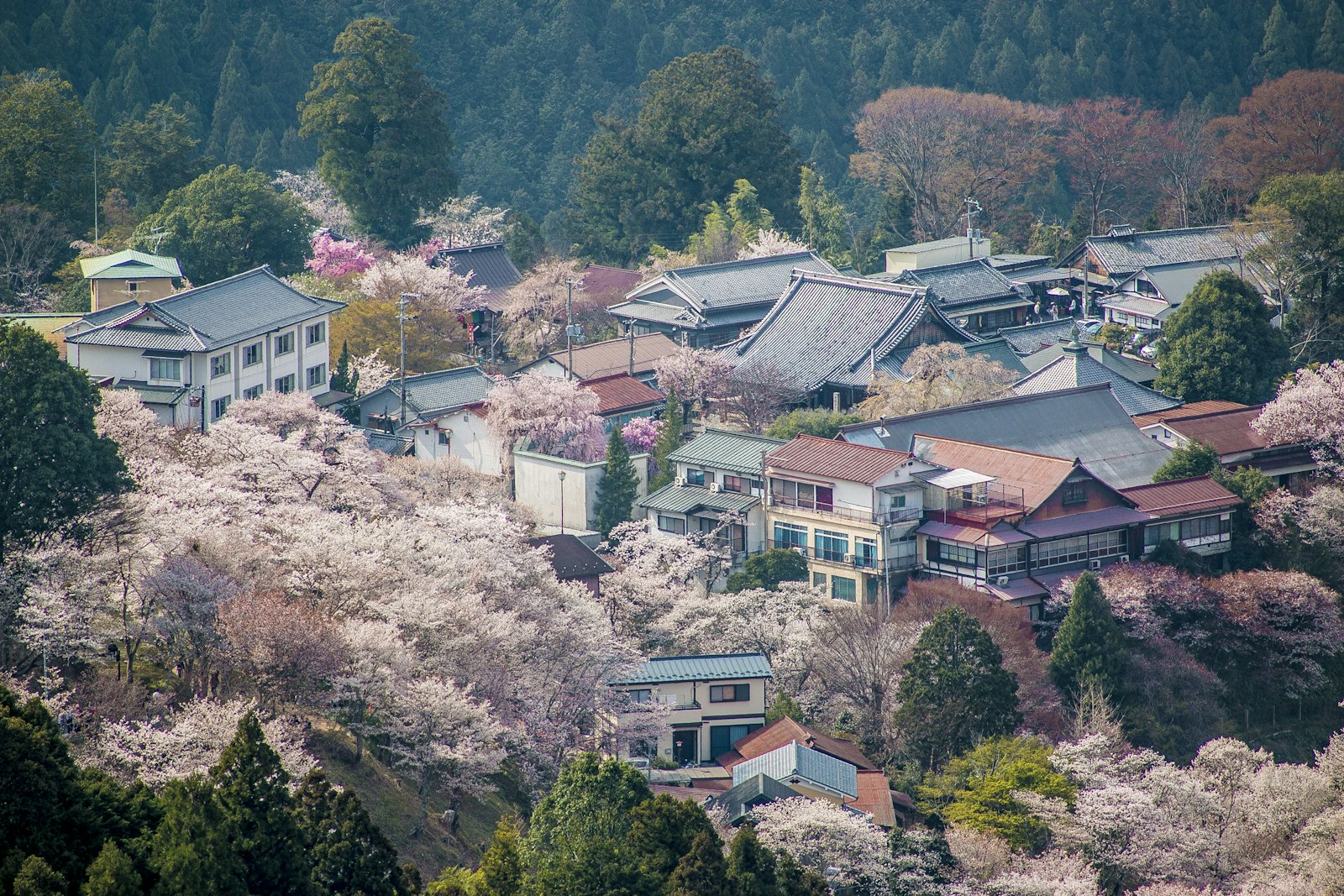 Best Time to Visit Japan: Month-by-Month Seasonal Guide (2026)