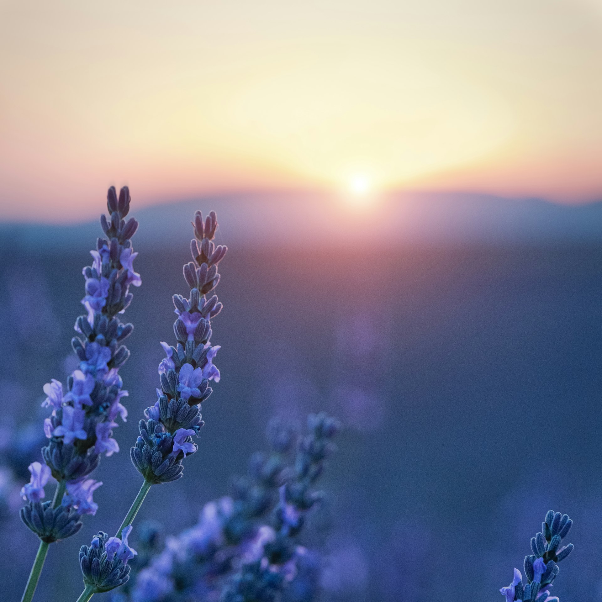Provence