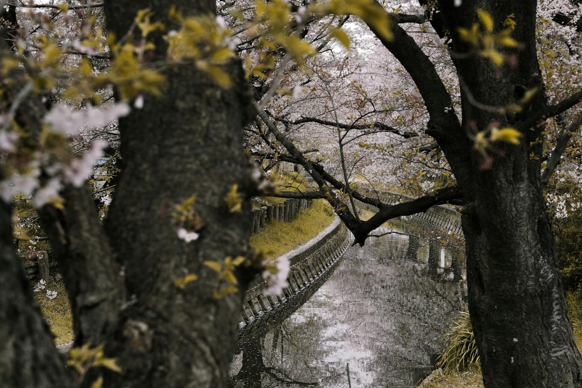 Best Time to Visit Japan: Month-by-Month Seasonal Guide (2026)