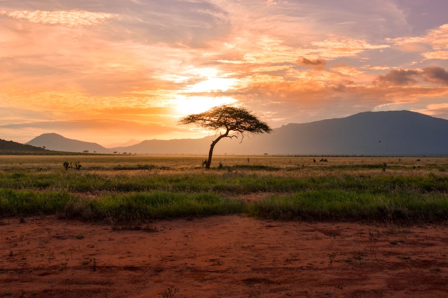 Lion resting in golden grass on the African savannah